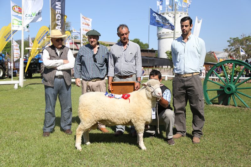 Expo 2017 Grandes Campeones Ovinos